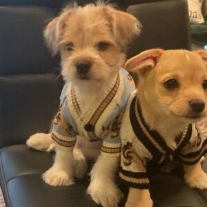 Bear Pattern Dog Sweater XS